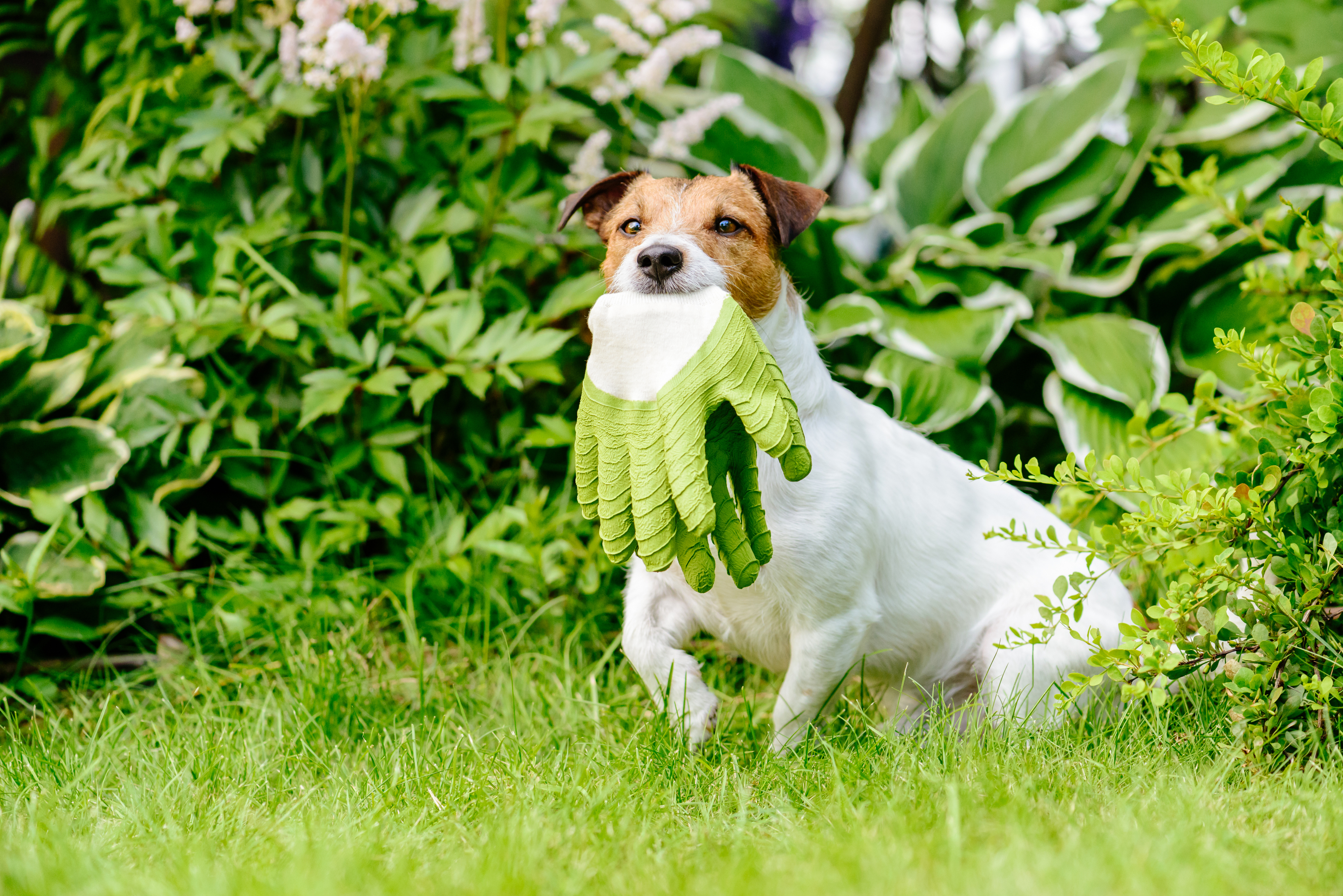 Dog in grass